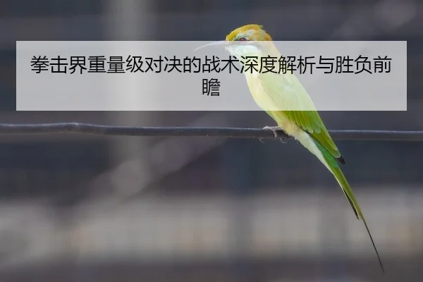 拳击界重量级对决的战术深度解析与胜负前瞻